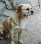 A cute dog in Xiahe