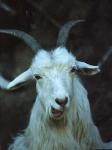 Goat at TianChi